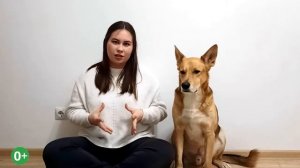 Расходы на содержание собаки. Стоимость содержания собаки