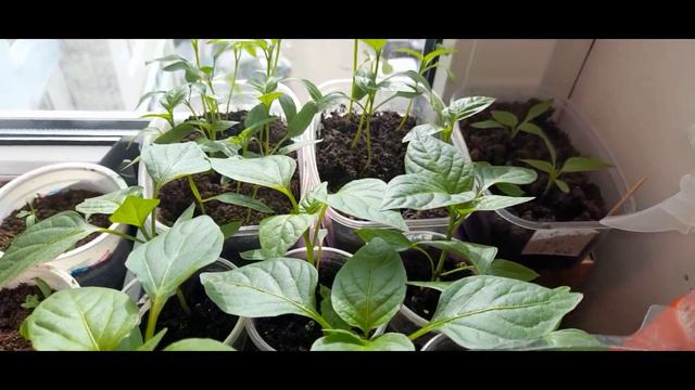 Обзор рассады на 12 марта 2022 года. Что выросло, а что нет. смотреть онлайн