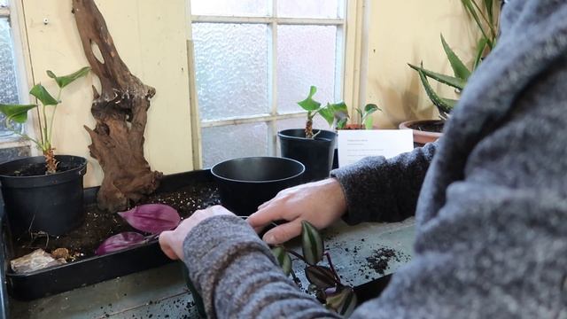 Tradescantia Zebrina ~ Wandering Jew Care Guide and Repot смотреть онлайн