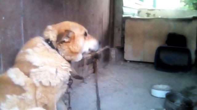 Мой любимый рыжий друг человек Гек смотреть онлайн