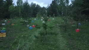 Выставляем нуклеусы в лесу