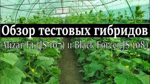 Обзор новых гибридов огурца и отзывы фермера. Лучшие гибриды!