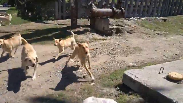 Бродячие собаки в Николаеве нападают на домашних питомцев. смотреть онлайн