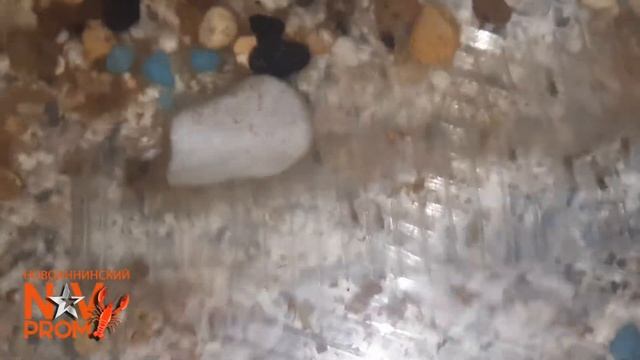 Австралийский рак, посадочный материал (малек) смотреть онлайн