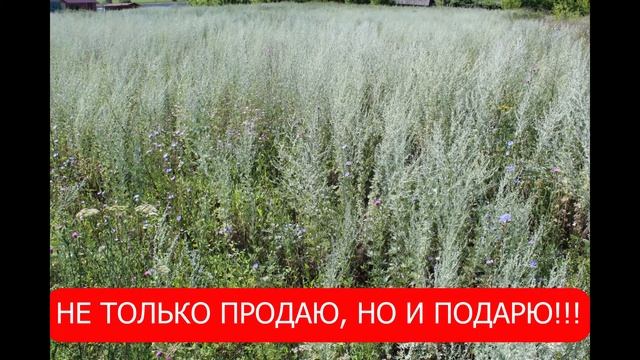 НЕ ТОЛЬКО ПРОДАЮ, НО И ПОДАРЮ!!! смотреть онлайн