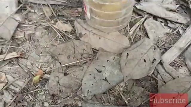 How to grow banana tree from banana with water,,  propagate banana tree at home