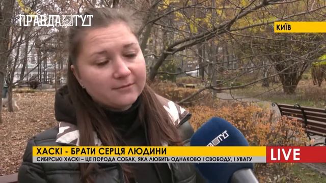 Собака, що любить свободу