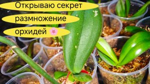 КАК по ВОЛШЕБСТВУ из 1 ОРХИДЕИ 22/ Черенкование орхидей ОТКРЫВАЮ ВСЕ СЕКРЕТЫ
