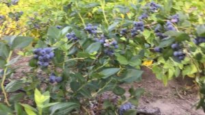 ЖИЗНЬ в ГЛУХОЙ ДЕРЕВНЕ. БЕЛАРУСЬ Голубика сорт КОЛЛИНЗ #голубика