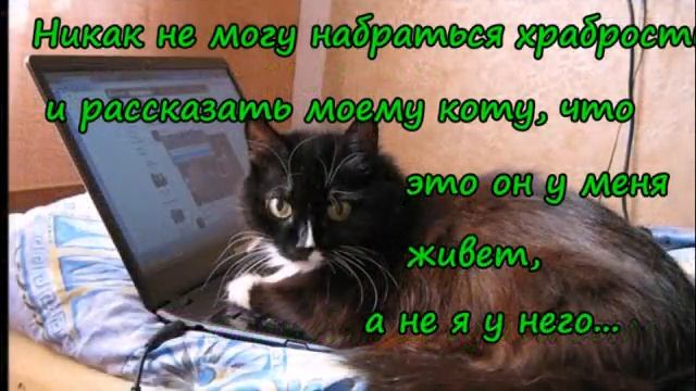 Сегодня отмечаем всемирный день КОШЕК!!! смотреть онлайн