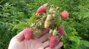 Амира - урожайный сорт ремонтантной малины с классной ягодой