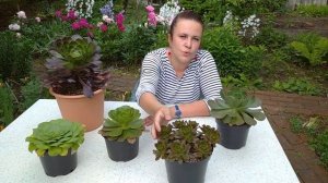 Жизненные формы эониумов. Уход, размножение, виды