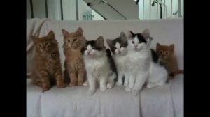 Dancing Kittens Likeboe