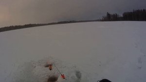 Рыбалка на р. Луга и на Сумском водохранилище д. Велькота. ловим щуку на жерлицы.