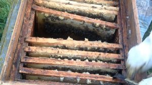 Как собрать пчелиное гнездо в зиму//Для начинающих пчеловодов. Северная пчела.