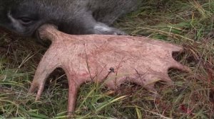 Охота на пуму. Охотничьи приключения в Норвегии (Охотник и рыболов)