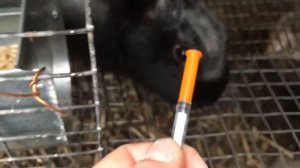 Подкожный клещ у кроликов,лечение.