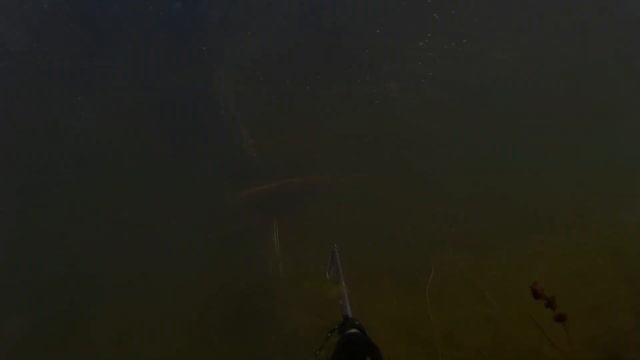 СЕКРЕТЫ ОХОТЫ на КРУПНОГО КАРАСЯ ? ALLVEEPÜÜK SOOME LAHES / KOGER смотреть онлайн