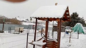 беспривязное содержание бычков и телок