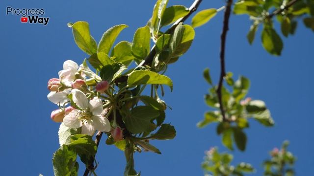 ОТ ЭТОЙ ПОДКОРМКИ ЯБЛОНИ И ГРУШИ БУДУТ ЛОМИТЬСЯ ОТ УРОЖАЯ! Мои яблони и груши плодоносят каждый год смотреть онлайн