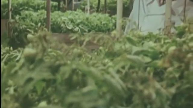 Выращивание растений при искусственном освещении в СССР смотреть онлайн