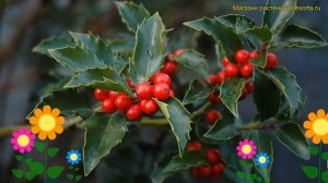 Падуб мезерва Блю Гёрл. Краткий обзор, описание характеристик ilex meserveae Blue Girl