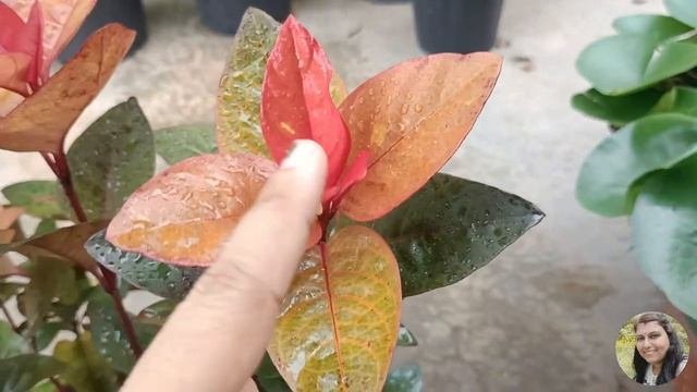 Eranthemum Plant Care In Monsoon|| (Pseuderanthemum)
