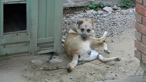 Собака кусает свою ногу,а потом .