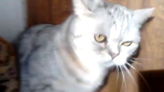 Мой кот боится меня смотреть онлайн