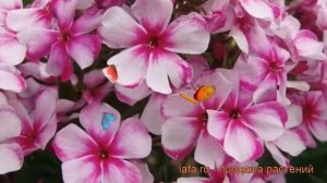 Флокс метельчатый Неон Флэйр Блю ? обзор: как сажать, рассада флокса Неон Флэйр Блю