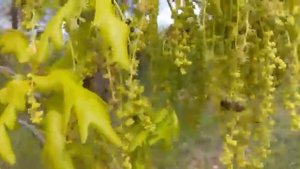 Пыльца и падьевый мед с дуба.Юждаг.