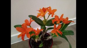 Цветение вопреки. Орхидея Blc. Yung Min Orange "Golden Satisfaction"