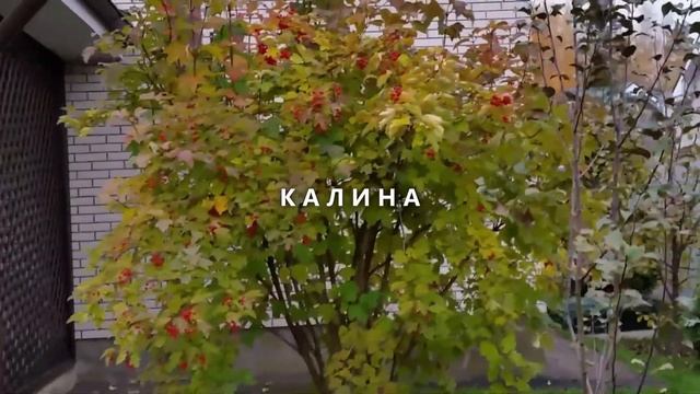 Живая изгородь из туй Барабант и Пузыреплодника. Закрываем некрасивый забор.