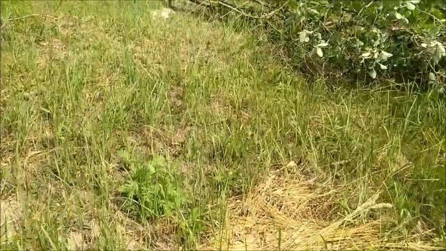 Купили участок ИЖС: вырубка деревьев и кустарников на участке