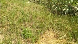 Купили участок ИЖС: вырубка деревьев и кустарников на участке