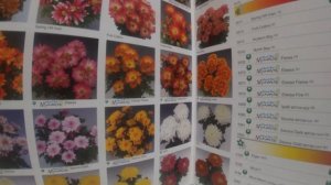 Как вырастить горшечную хризантему не хуже импортной?