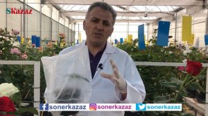 Çiçekli Daldan Gül Köklendirme, How To Root Rose Cuttings, Gül Çelikleri Nasıl Köklendirilir