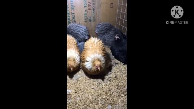 карликовые кохинхин
