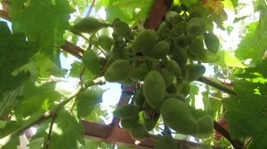 Болезнь Винограда Оидиум (мучнистая роса)