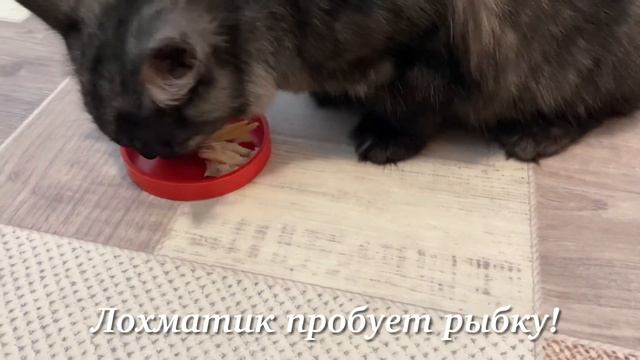 Котёнок Лохматик ест рыбку?! смотреть онлайн