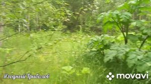 ❗Дождались лисичек и белых❗ По грибы 24.06.2023 г. Курская область❗