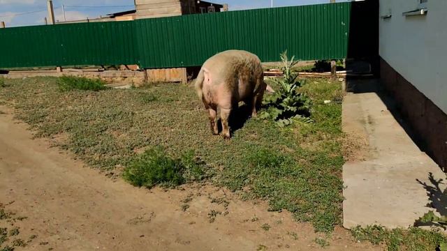 Один день в деревне. Деревенские будни. Дом в деревне. Семья в селе смотреть онлайн