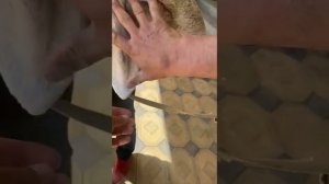 Легендарный Фокс. Чемпион выставок.