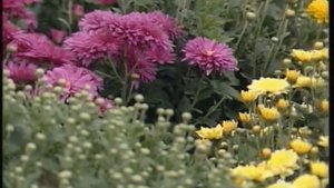 Дом, сад, огород. Хризантемы.