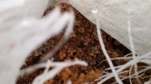 Укрытие клематиса 2й группы обрезки. Готовим клематис к зиме