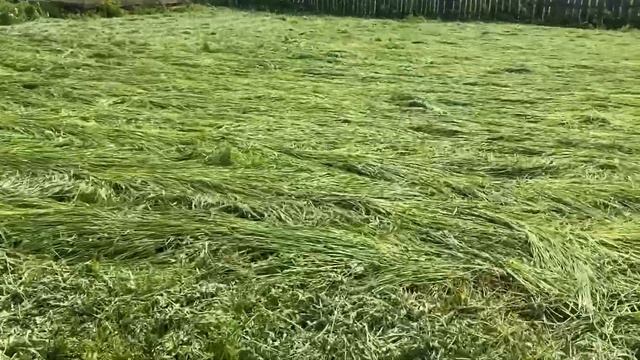 Бетховен/косим траву/ огород 06.21 смотреть онлайн