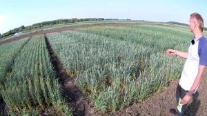 Низкостебельные сорта яровой пшеницы Алтайской селекции. Сравнение сортов пшеницы Грани и Лидер 80.