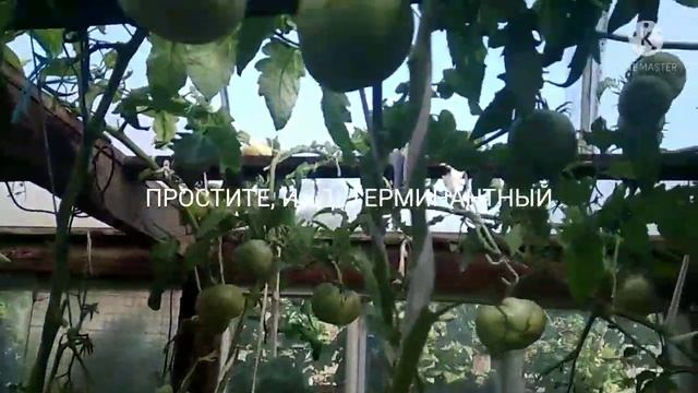 Обзор и дегустация томата - Чёрное сердце Бреда. смотреть онлайн