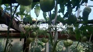 Обзор и дегустация томата - Чёрное сердце Бреда.