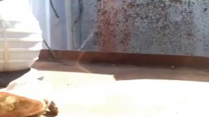 Маслоотсос МАСТАК в работе